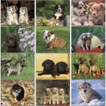 Puppies Custom Wall Calendars Monthly View