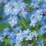 Forget-me-not Wooden Wheel Barrow Blossom Kit