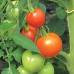 Tomatos Wooden Wheel Barrow Blossom Kit