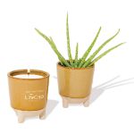 Modern Sprout Glow & Grow Live Well Gift Set with Soy Blend Candle and Aloe Plant
