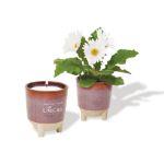 Modern Sprout Glow & Grow Live Well Gift Set with Soy Blend Candle and Daisy Plant