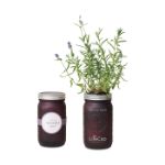 Lavender Grow Kit